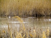 Parcul Natural Văcărești: povestea locului în care natura a transformat un proiect abandonat într-o deltă urbană Parcul Natural Văcărești: povestea locului în care natura a transformat un proiect abandonat într-o deltă urbană