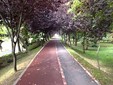Riding the bicycle from Timisoara to Serbia