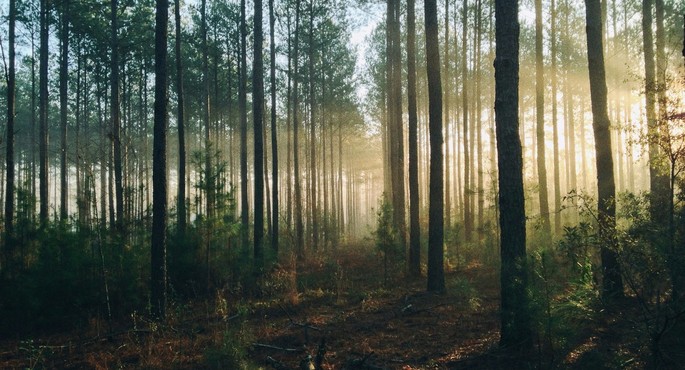 Cernica Forest