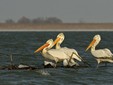 The Pelican - Danube Delta