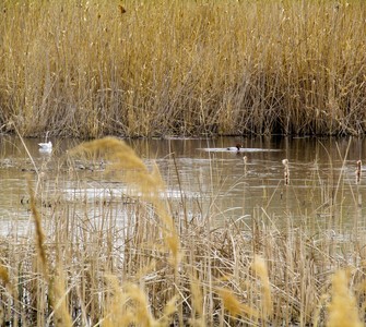 Văcărești Natural Park: the story of how nature reclaimed an abandoned project in the heart of Bucharest Văcărești Natural Park: the story of how nature reclaimed an abandoned project in the heart of Bucharest