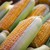 Boiled Corn Season Officially Begins, One of Summer's Most Beloved Snacks Boiled Corn Season Officially Begins, One of Summer's Most Beloved Snacks