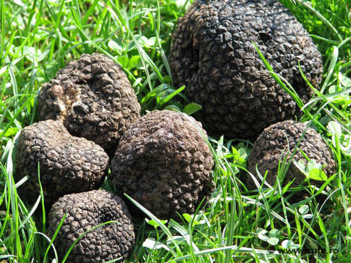 Black Truffles