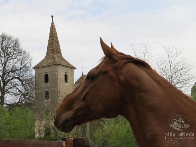 Equestrian tourism in Romania