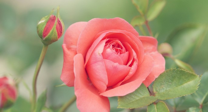 Rose (Rosa)