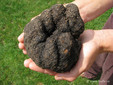 Black Truffle