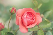 Rose (Rosa)