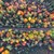 Autumn in Romania: spectacular landscapes, traditions and unforgettable experiences