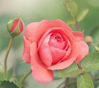 Rose (Rosa)