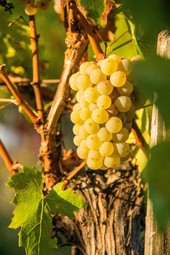 Romania’s Wine Routes: Vineyards and Wineries to Visit