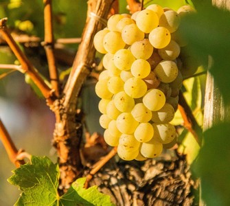 Romania’s Wine Routes: Vineyards and Wineries to Visit Romania’s Wine Routes: Vineyards and Wineries to Visit