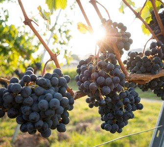 Grape Harvest in the Moldavia Region, A Tradition That Welcomes the Beginning of Autumn