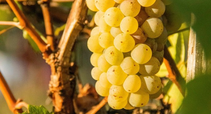 Romania’s Wine Routes: Vineyards and Wineries to Visit Romania’s Wine Routes: Vineyards and Wineries to Visit