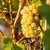 Romania’s Wine Routes: Vineyards and Wineries to Visit Romania’s Wine Routes: Vineyards and Wineries to Visit