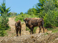 European Bison in Romania - Bison bonasus