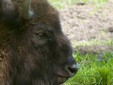 European Bison in Romania - Bison bonasus