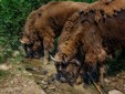 European Bison in Romania - Bison bonasus