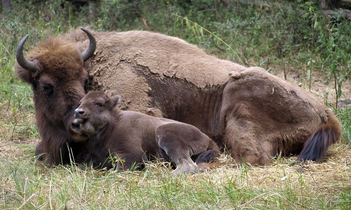 European Bison in Romania - Bison bonasus